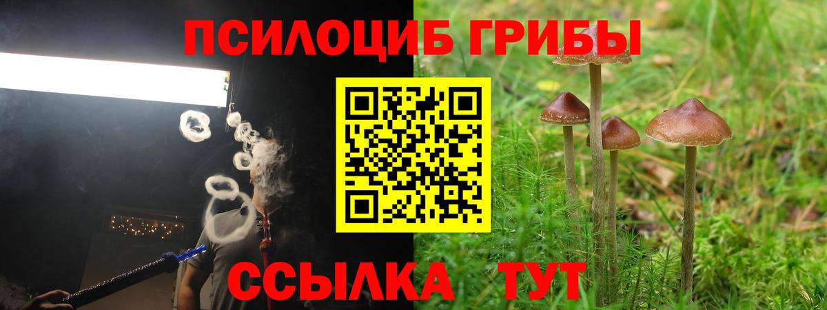 Псилоцибиновые грибы Psilocybe Кандалакша